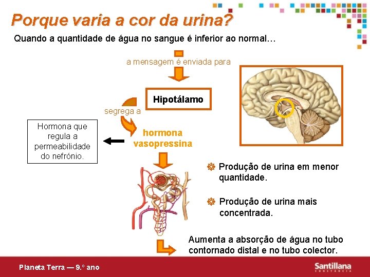 Porque varia a cor da urina? Quando a quantidade de água no sangue é