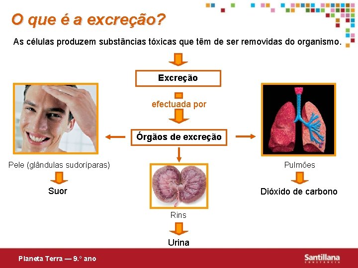 O que é a excreção? As células produzem substâncias tóxicas que têm de ser