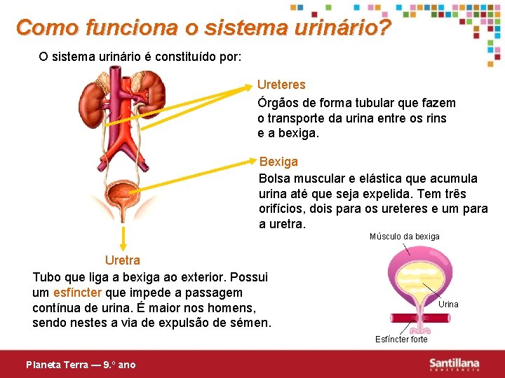 Como funciona o sistema urinário? O sistema urinário é constituído por: Ureteres Órgãos de