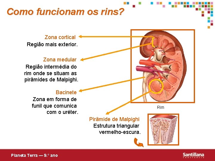 Como funcionam os rins? Zona cortical Região mais exterior. Zona medular Região intermédia do