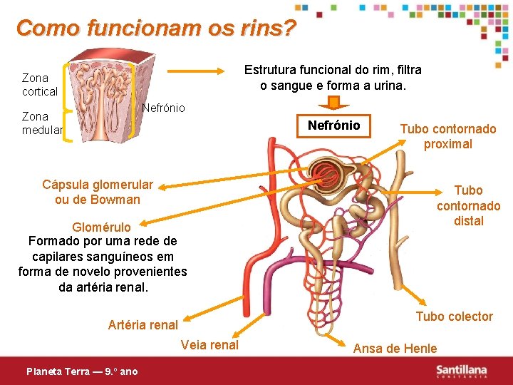 Como funcionam os rins? Estrutura funcional do rim, filtra o sangue e forma a