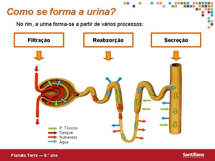 Como se forma a urina? No rim, a urina forma-se a partir de vários