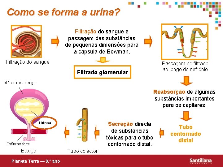 Como se forma a urina? Filtração do sangue e passagem das substâncias de pequenas