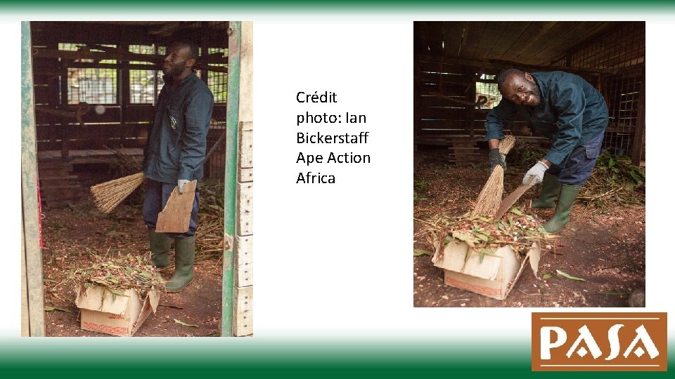 Crédit photo: Ian Bickerstaff Ape Action Africa 