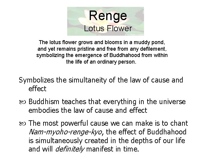 Renge Lotus Flower The lotus flower grows and blooms in a muddy pond, and