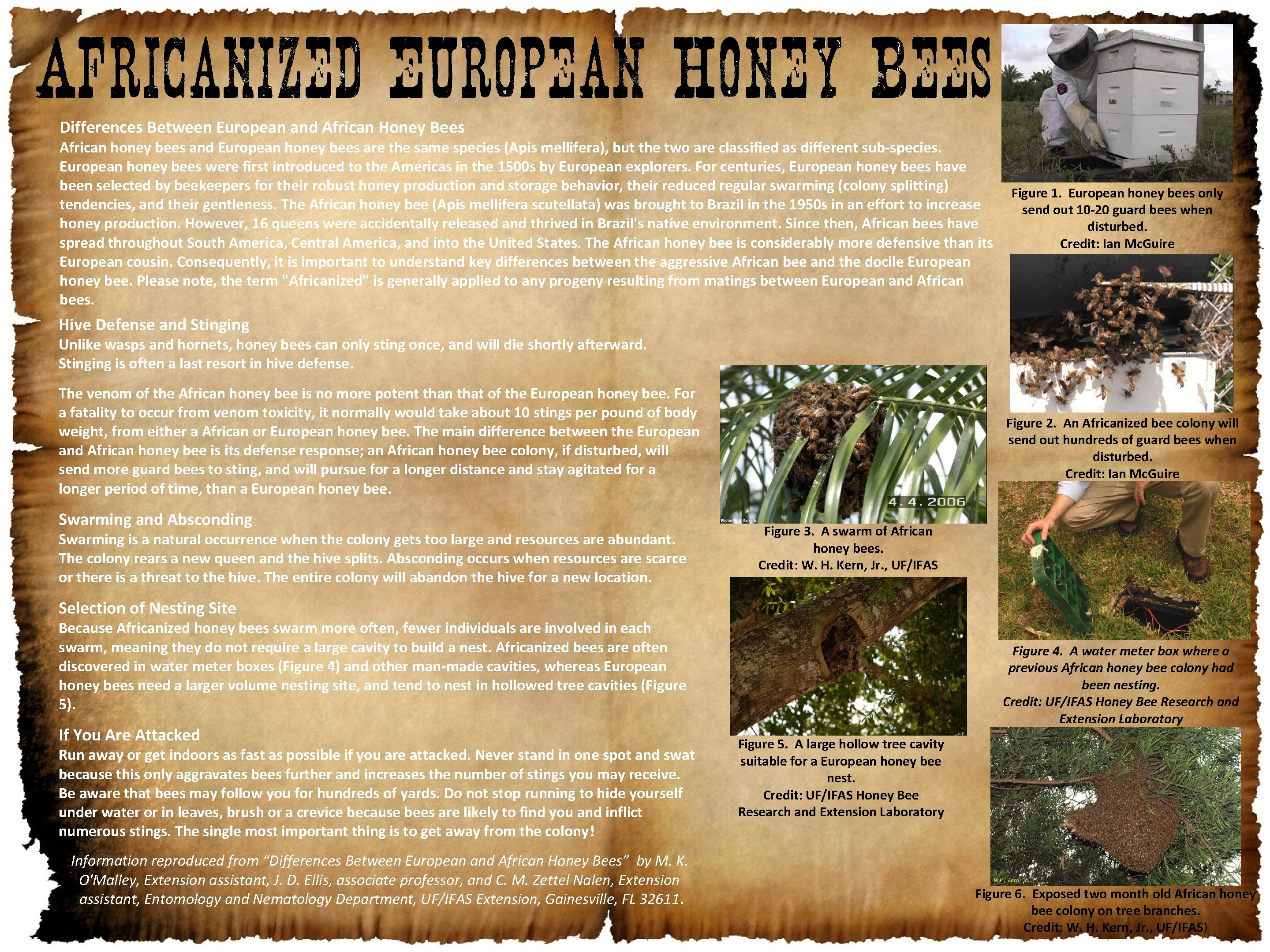 Differences Between European and African Honey Bees African honey bees and European honey bees