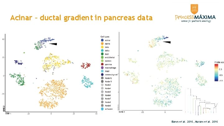 Acinar – ductal gradient in pancreas data Baron et al. 2016; Muraro et al. Acinar – ductal gradient in pancreas data Baron et al. 2016; Muraro et al.