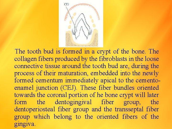 The tooth bud is formed in a crypt of the bone. The collagen fibers