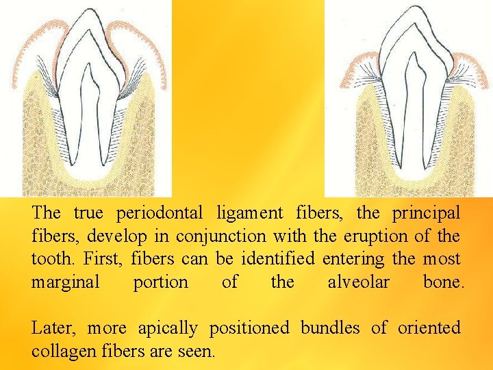 The true periodontal ligament fibers, the principal fibers, develop in conjunction with the eruption