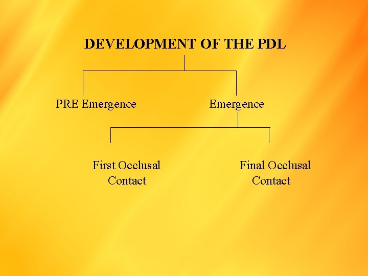 DEVELOPMENT OF THE PDL PRE Emergence First Occlusal Contact Emergence Final Occlusal Contact 