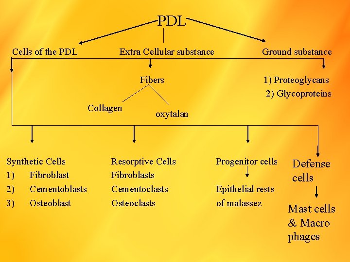 PDL Cells of the PDL Extra Cellular substance Fibers Collagen Synthetic Cells 1) Fibroblast