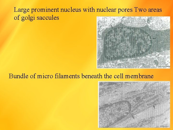 Large prominent nucleus with nuclear pores Two areas of golgi saccules Bundle of micro