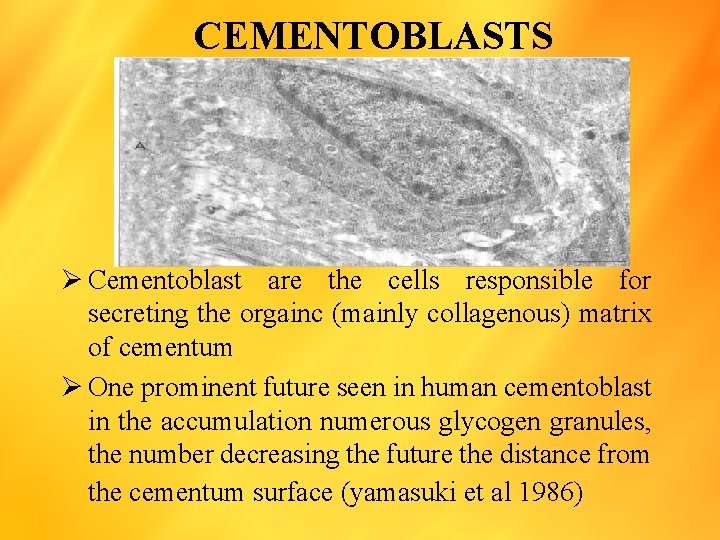 CEMENTOBLASTS Ø Cementoblast are the cells responsible for secreting the orgainc (mainly collagenous) matrix