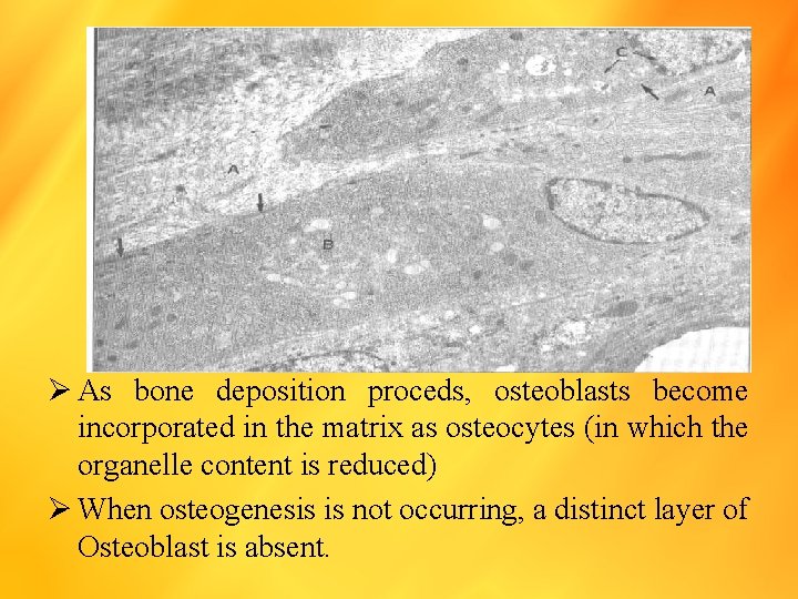 Ø As bone deposition proceds, osteoblasts become incorporated in the matrix as osteocytes (in