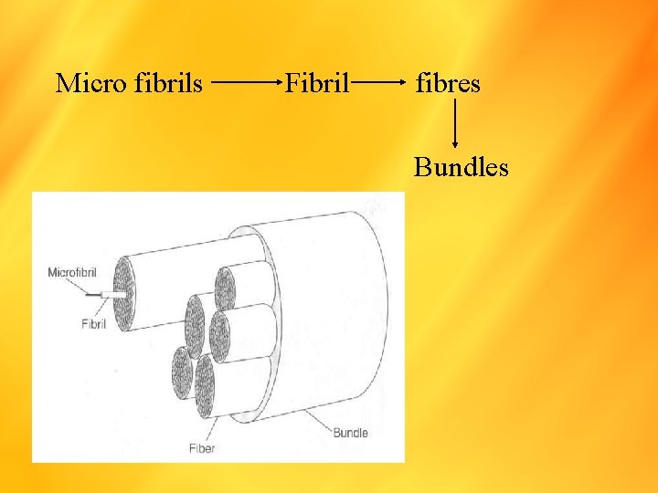 Micro fibrils Fibril fibres Bundles 