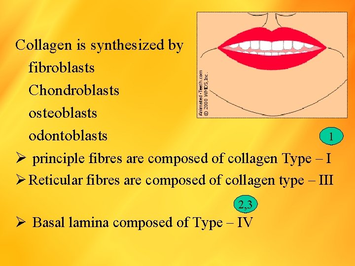 Collagen is synthesized by fibroblasts Chondroblasts osteoblasts 1 odontoblasts Ø principle fibres are composed