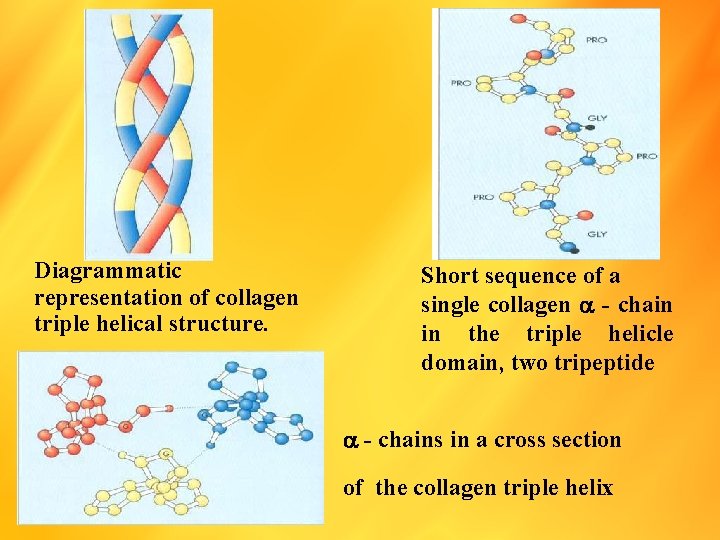 Diagrammatic representation of collagen triple helical structure. Short sequence of a single collagen -