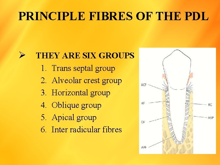 PRINCIPLE FIBRES OF THE PDL Ø THEY ARE SIX GROUPS 1. 2. 3. 4.