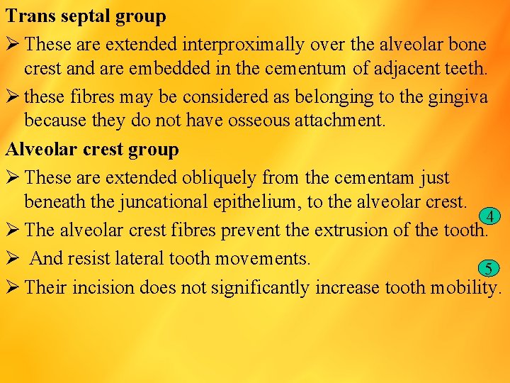 Trans septal group Ø These are extended interproximally over the alveolar bone crest and