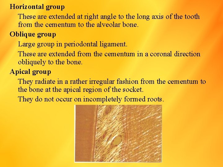 Horizontal group These are extended at right angle to the long axis of the