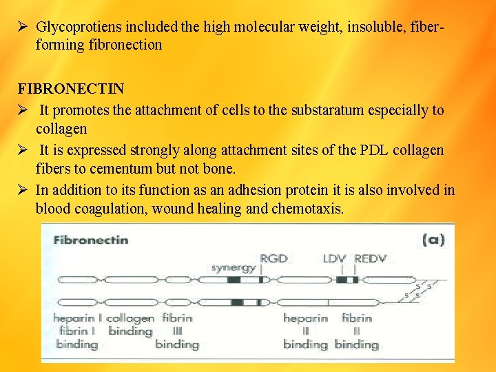 Ø Glycoprotiens included the high molecular weight, insoluble, fiberforming fibronection FIBRONECTIN Ø It promotes