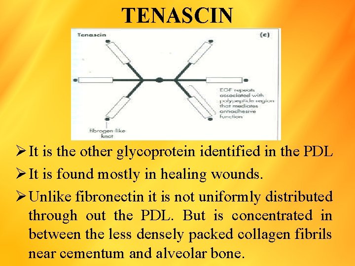 TENASCIN Ø It is the other glycoprotein identified in the PDL Ø It is