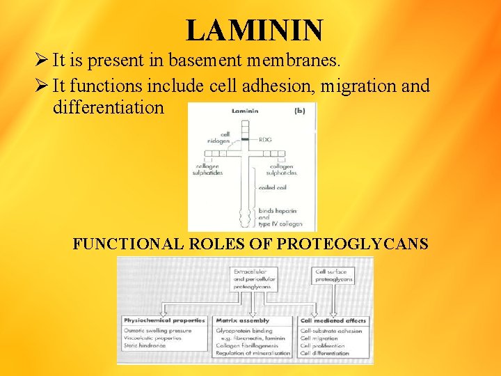 LAMININ Ø It is present in basement membranes. Ø It functions include cell adhesion,
