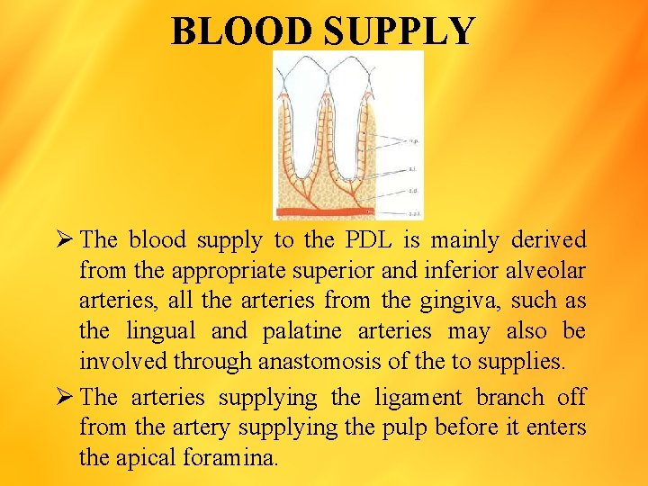 BLOOD SUPPLY Ø The blood supply to the PDL is mainly derived from the