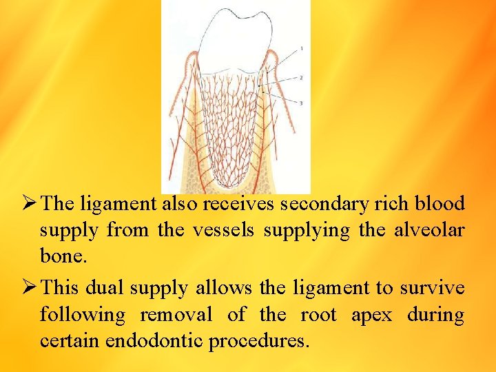 Ø The ligament also receives secondary rich blood supply from the vessels supplying the