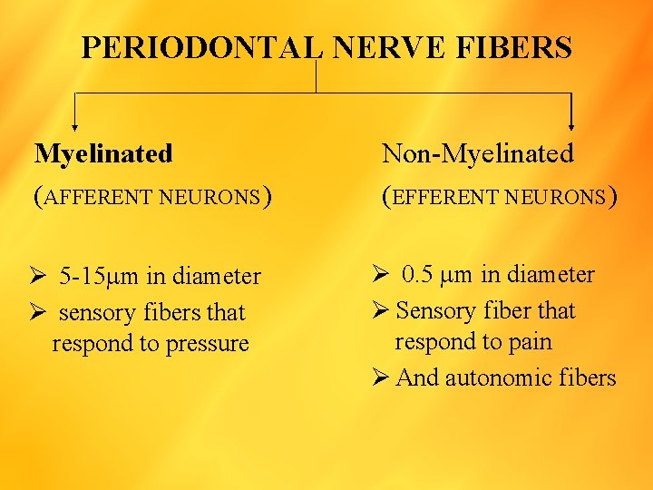 PERIODONTAL NERVE FIBERS Myelinated (AFFERENT NEURONS) Ø 5 -15 m in diameter Ø sensory