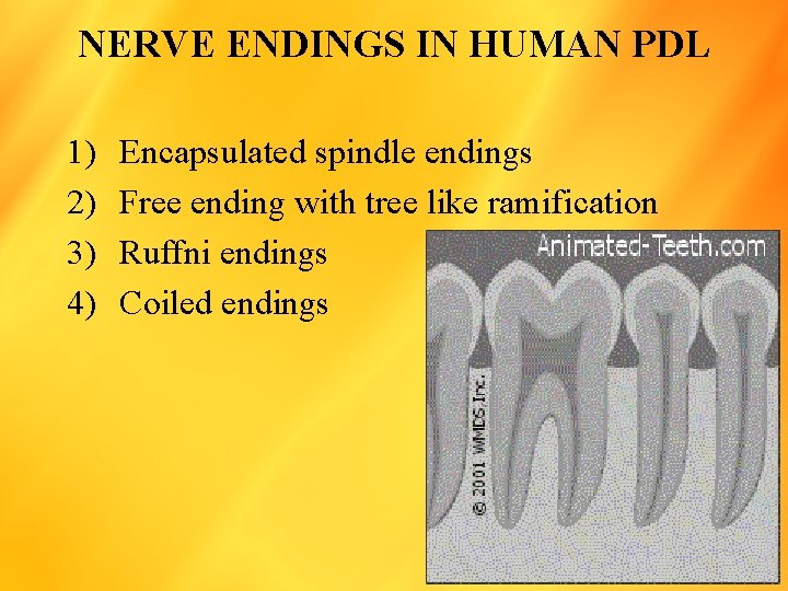 NERVE ENDINGS IN HUMAN PDL 1) 2) 3) 4) Encapsulated spindle endings Free ending