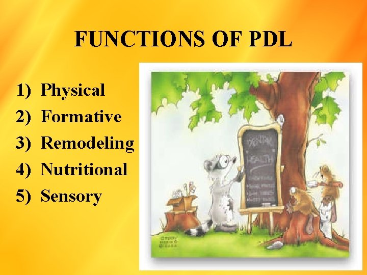FUNCTIONS OF PDL 1) 2) 3) 4) 5) Physical Formative Remodeling Nutritional Sensory 