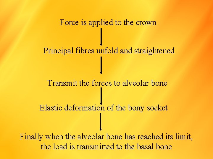 Force is applied to the crown Principal fibres unfold and straightened Transmit the forces