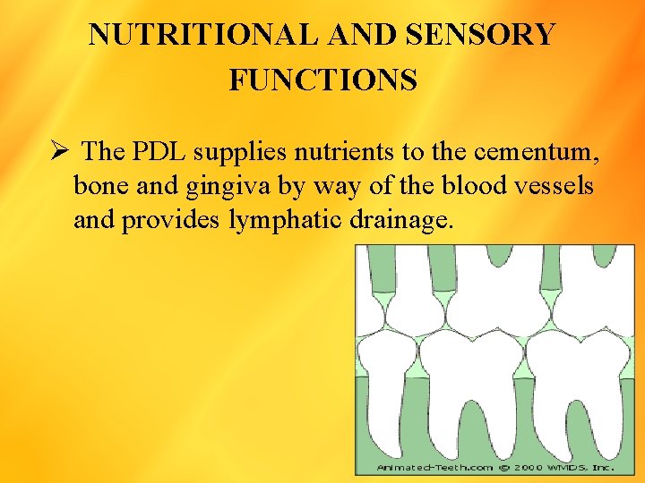 NUTRITIONAL AND SENSORY FUNCTIONS Ø The PDL supplies nutrients to the cementum, bone and