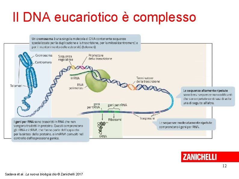 Il DNA eucariotico è complesso 12 Sadava et al. La nuova biologia. blu ©