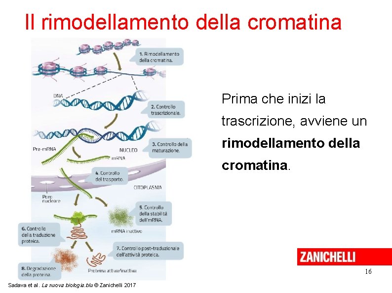 Il rimodellamento della cromatina Prima che inizi la trascrizione, avviene un rimodellamento della cromatina.