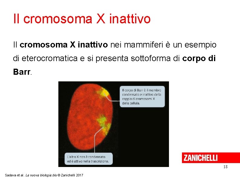 Il cromosoma X inattivo nei mammiferi è un esempio di eterocromatica e si presenta