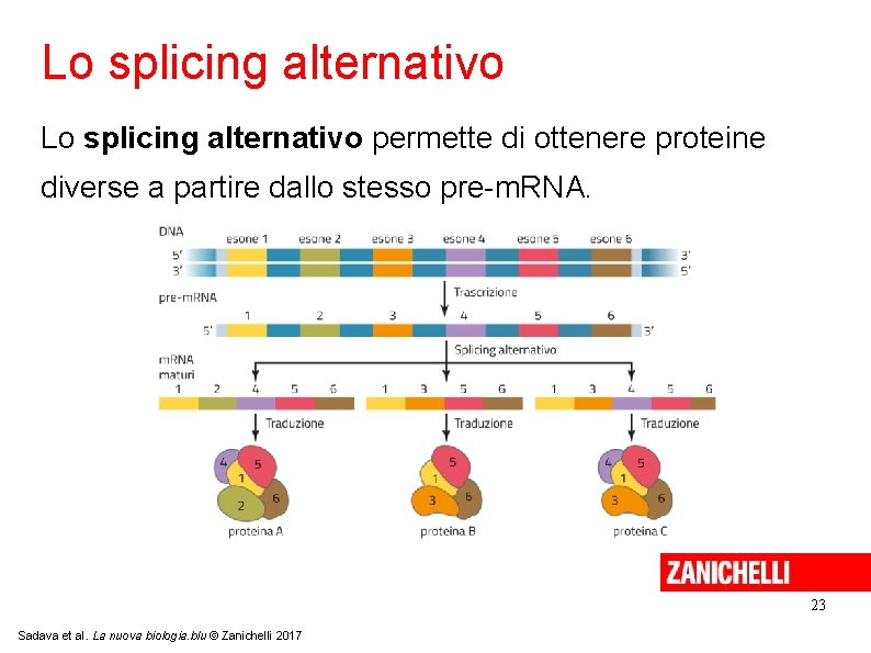 Lo splicing alternativo permette di ottenere proteine diverse a partire dallo stesso pre-m. RNA.