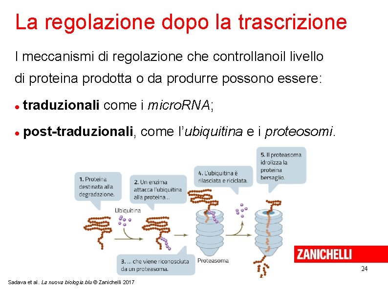 La regolazione dopo la trascrizione I meccanismi di regolazione che controllanoil livello di proteina