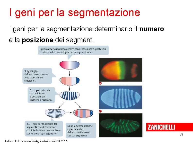 I geni per la segmentazione determinano il numero e la posizione dei segmenti. 28