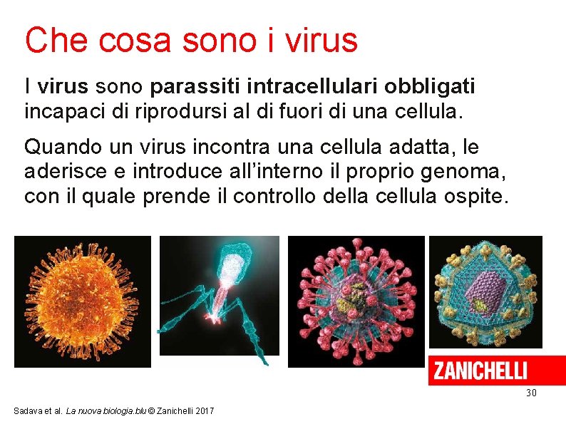 Che cosa sono i virus I virus sono parassiti intracellulari obbligati incapaci di riprodursi