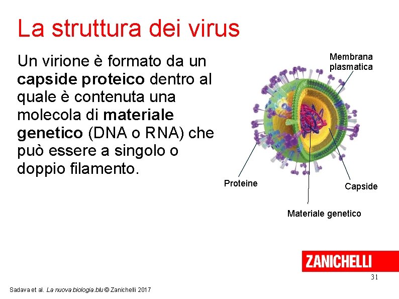 La struttura dei virus Un virione è formato da un capside proteico dentro al