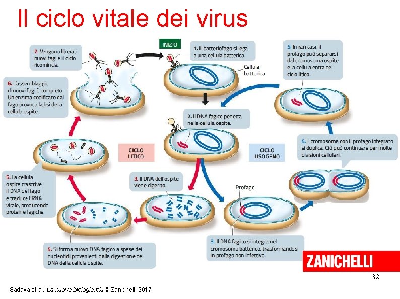 Il ciclo vitale dei virus 32 Sadava et al. La nuova biologia. blu ©