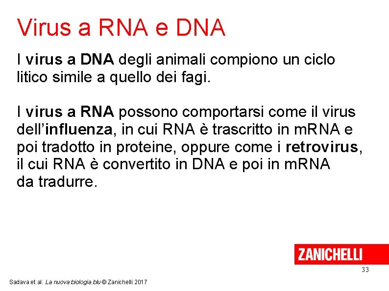Virus a RNA e DNA I virus a DNA degli animali compiono un ciclo