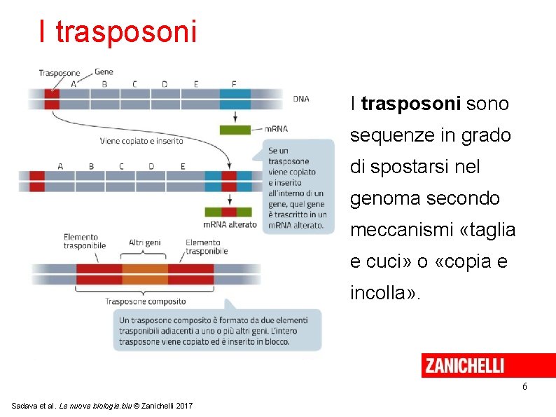 I trasposoni sono sequenze in grado di spostarsi nel genoma secondo meccanismi «taglia e