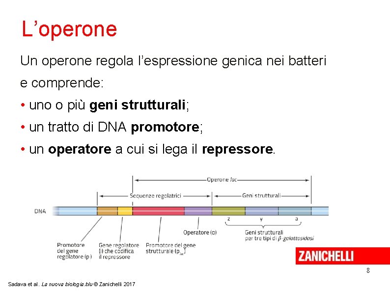 L’operone Un operone regola l’espressione genica nei batteri e comprende: • uno o più