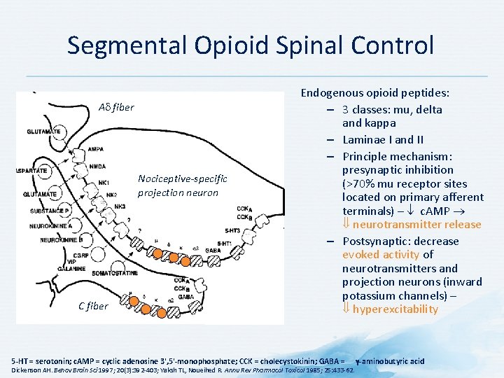 Segmental Opioid Spinal Control A fiber Nociceptive-specific projection neuron C fiber Endogenous opioid peptides: