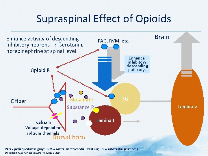 Supraspinal Effect of Opioids Enhance activity of descending inhibitory neurons serotonin, norepinephrine at spinal