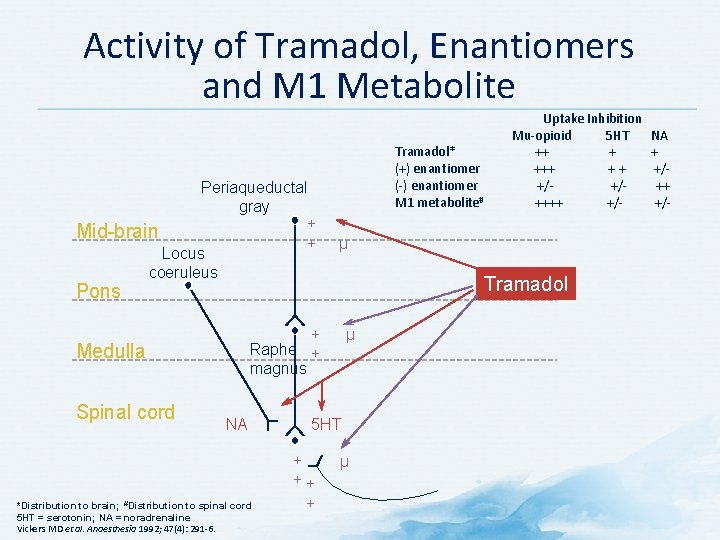 Activity of Tramadol, Enantiomers and M 1 Metabolite Periaqueductal gray + Mid-brain + Locus