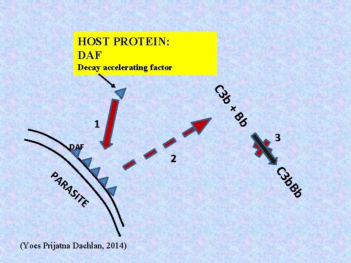 HOST PROTEIN: DAF Decay accelerating factor b+ C 3 Bb 1 DAF 2 RA